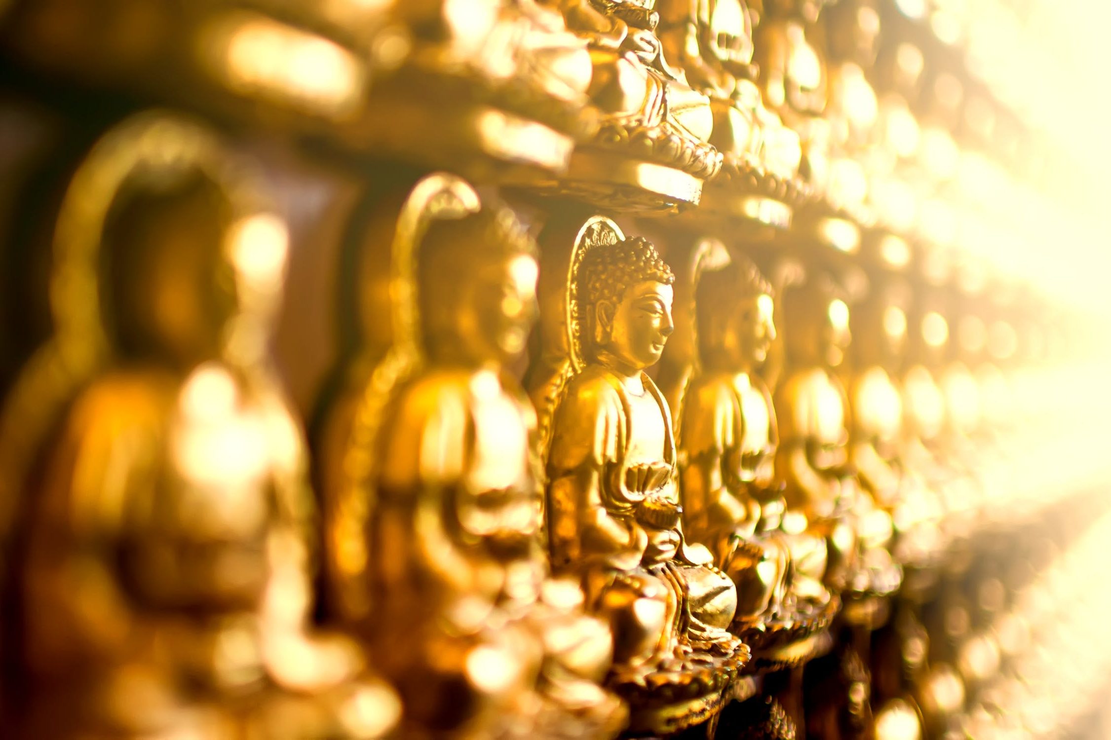 cropped-Large-Row-of-Golden-Buddhas-1.jpeg